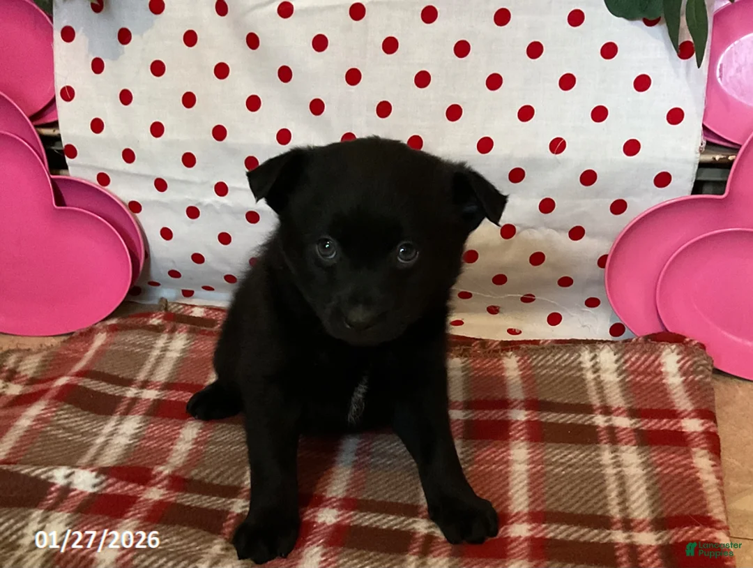 Pomsky dogs for sale: Mason - Ad 1