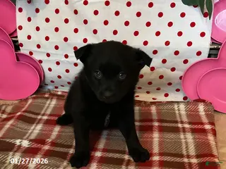 Pomsky dogs Mason - Ad 6