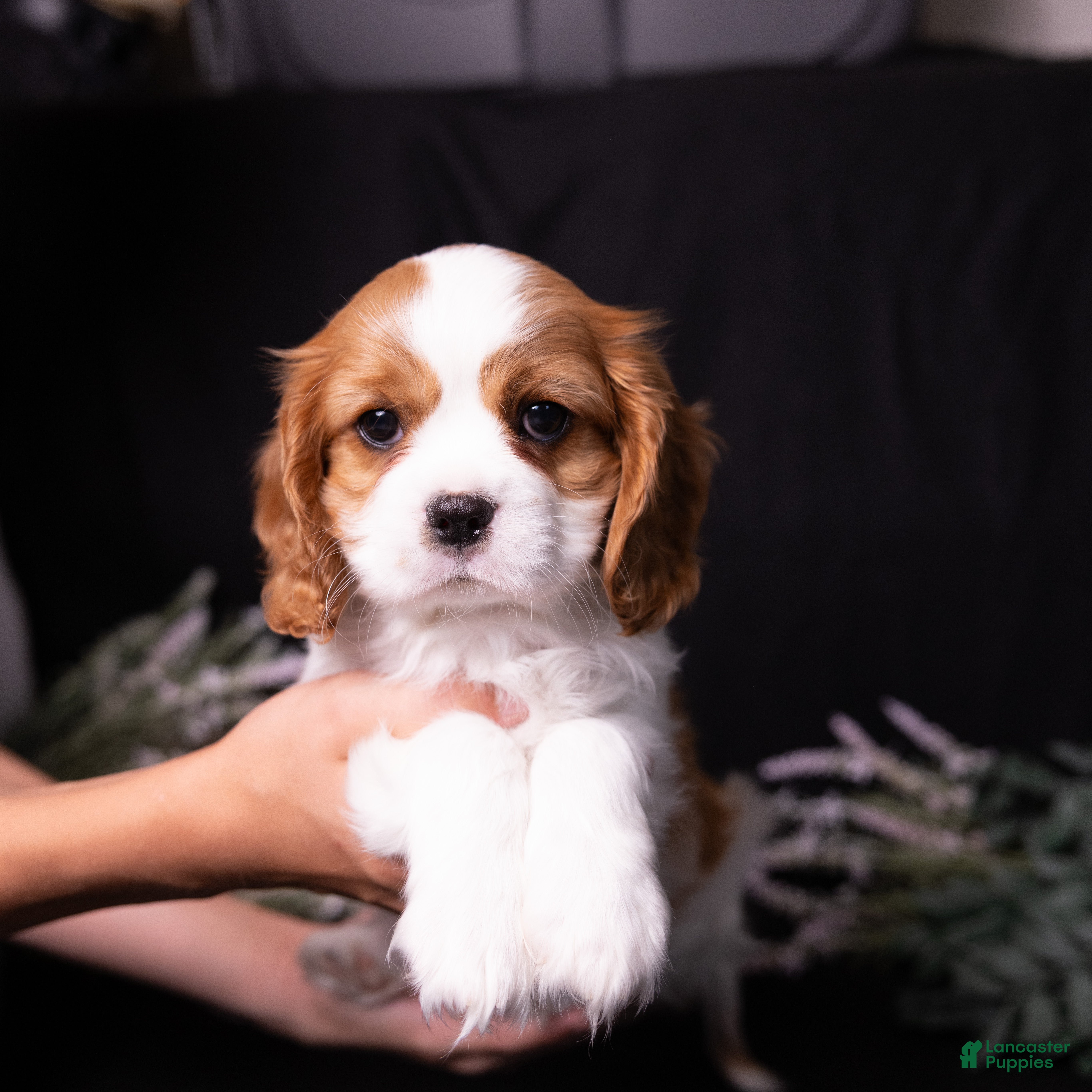 Cavalier King Charles Spaniel dogs Ralph - Ad 1