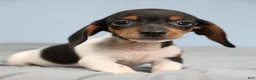 Miniature Dachshund dogs for sale: Rhett 🏈 - Ad 8