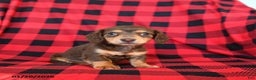 Miniature Dachshund dogs for sale: Peter - Ad 1