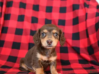 Miniature Dachshund dogs Peter - Ad 23