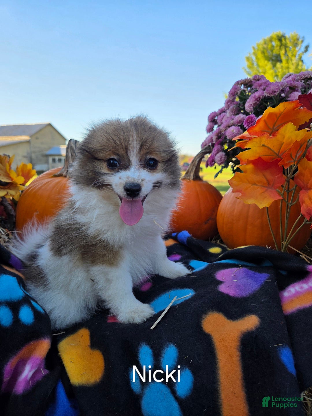 Pomeranian dogs for sale: Nicki - Ad 7