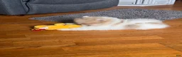 Pomeranian dogs for sale: Pomeranian Puppy 1 - Ad 5