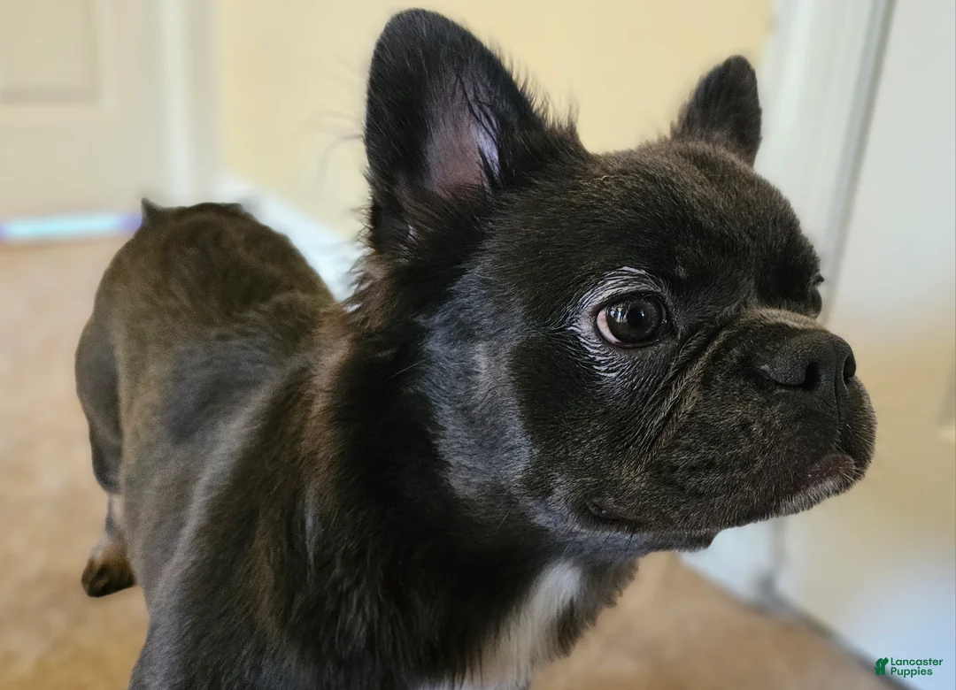 French Bulldog dogs for sale: 🐾  Fluffy Blue & Tan Frenchie – Playful, Family Ready - Ad 2