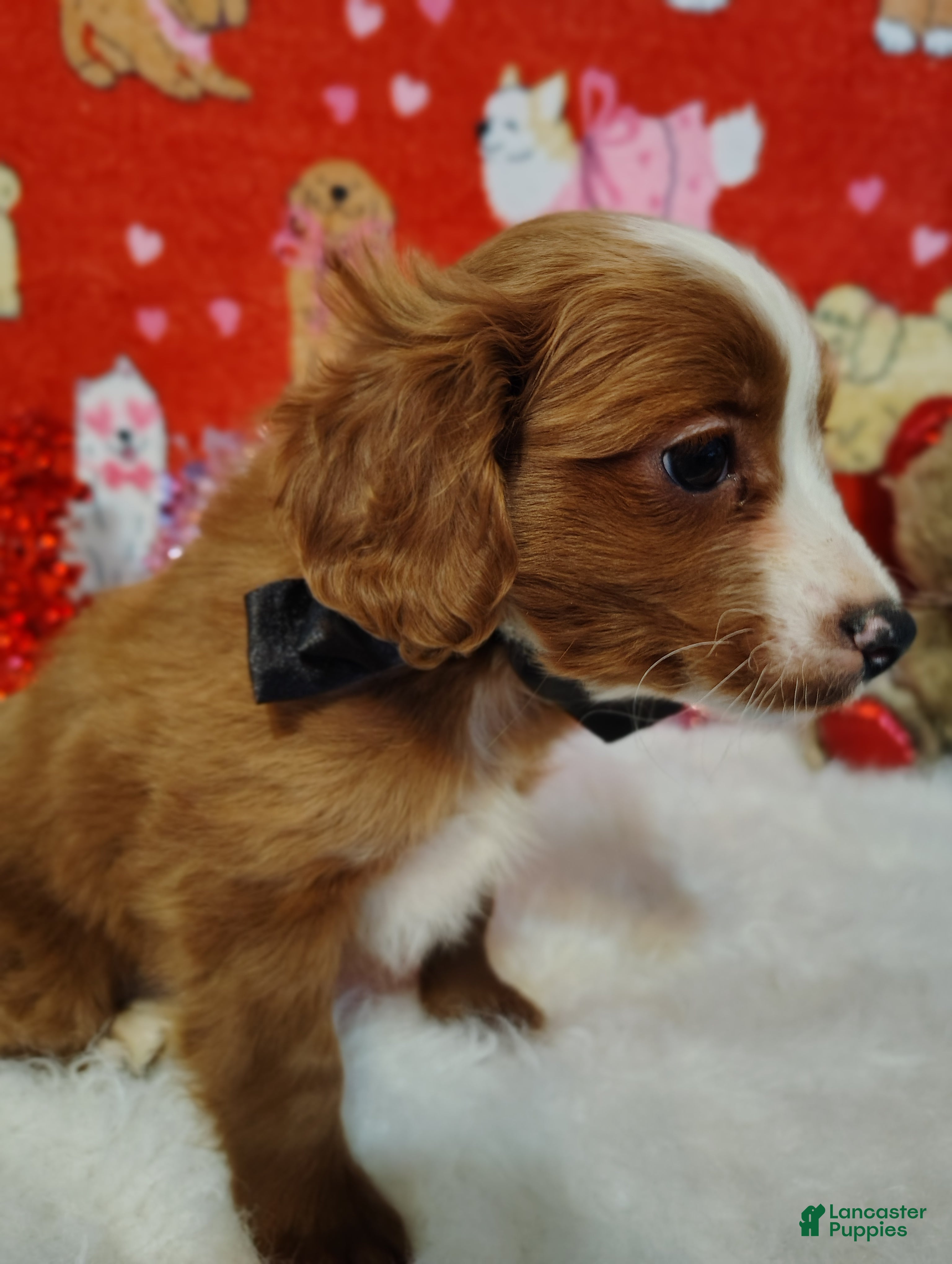 Cavapoo dogs Cavapoo Puppy 1 - Ad 1