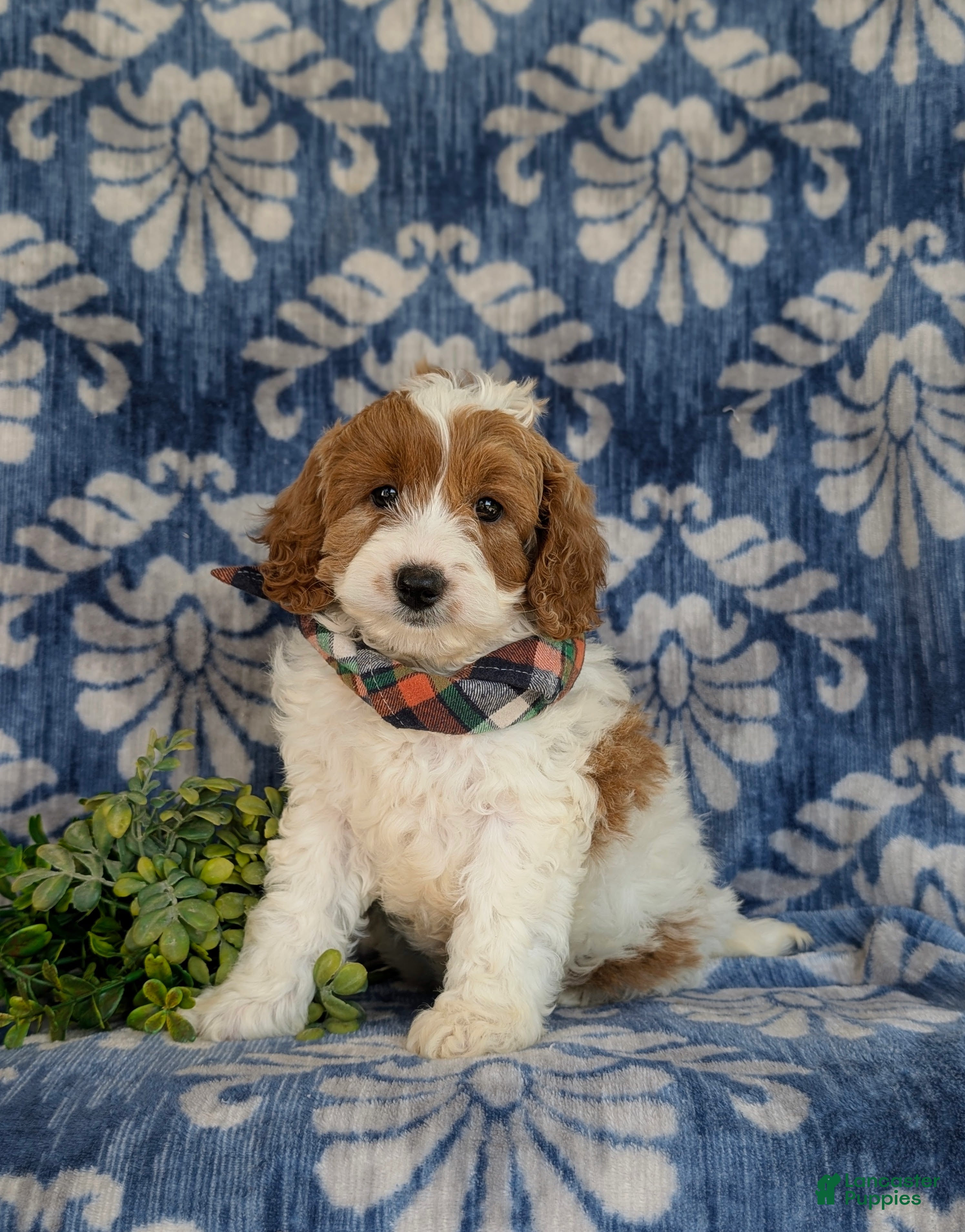 Cavapoo dogs Orlando Hypoallergenic - Ad 1