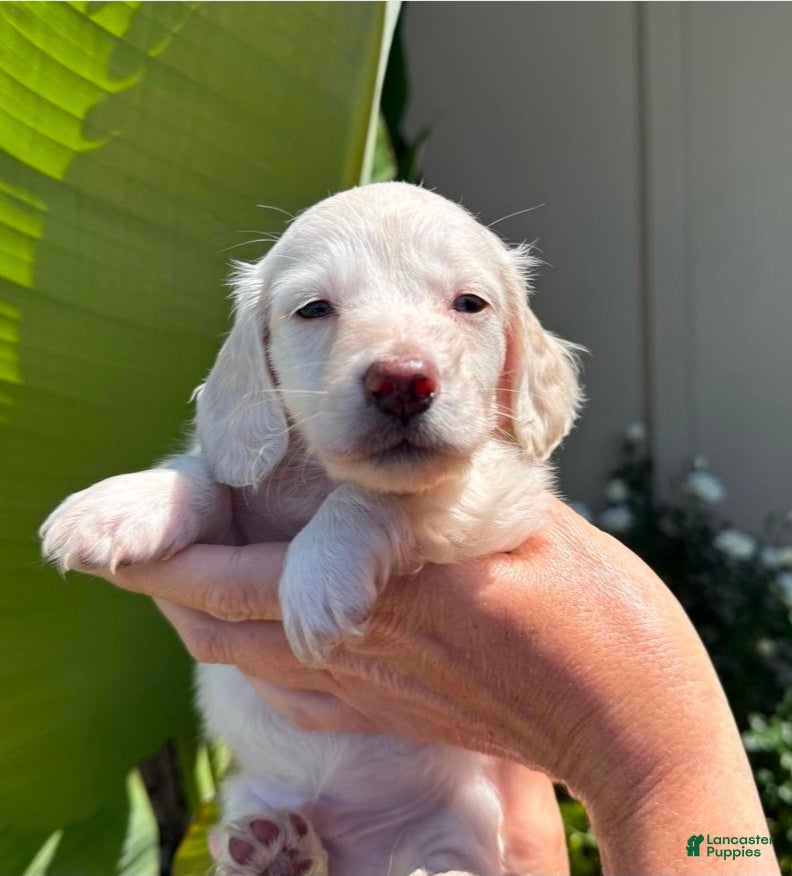 Chiweenie dogs Chiweenie Puppy 3 - Ad 3