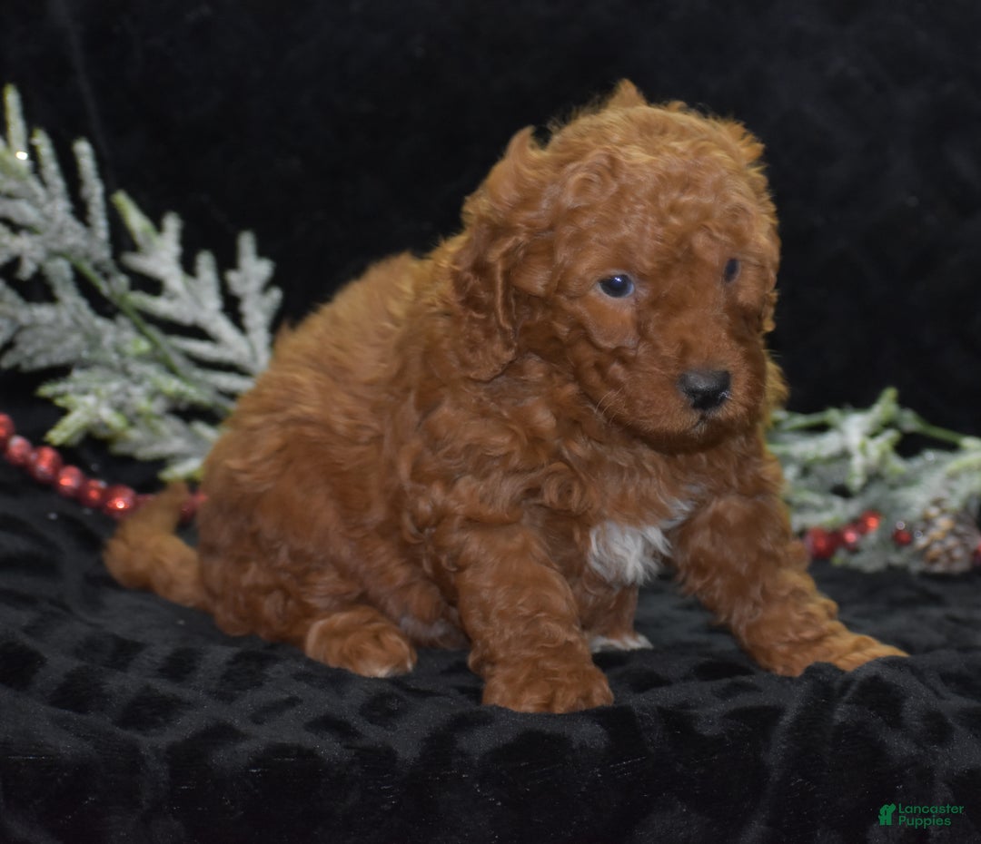 Mini Goldendoodle dogs for sale: Glimmer - Ad 5