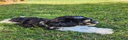 Havapoo dogs for sale: Alfie - Ad 11