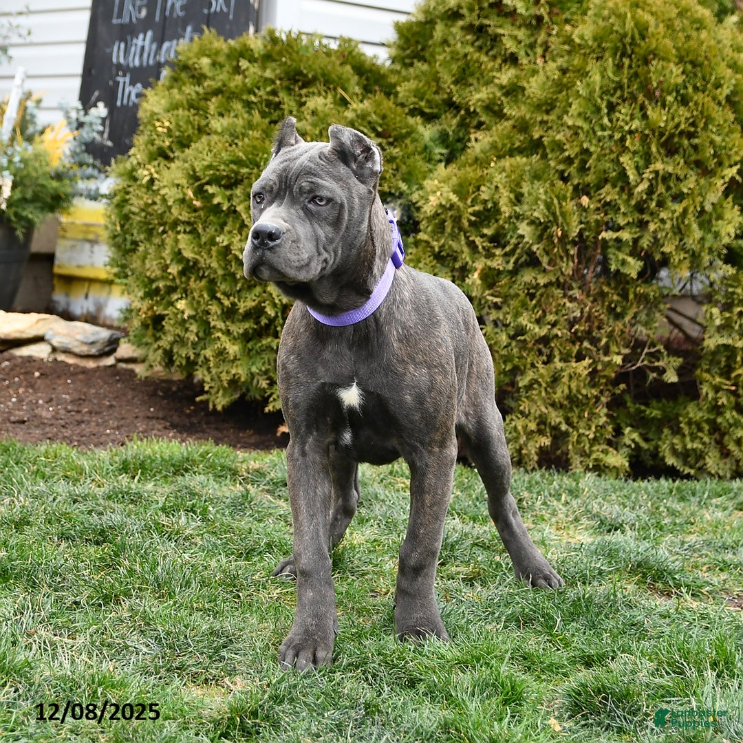 Cane Corso dogs for sale: Rosie - Ad 2