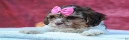 Teddy Bear dogs for sale:  Olive 🎀 - Ad 11