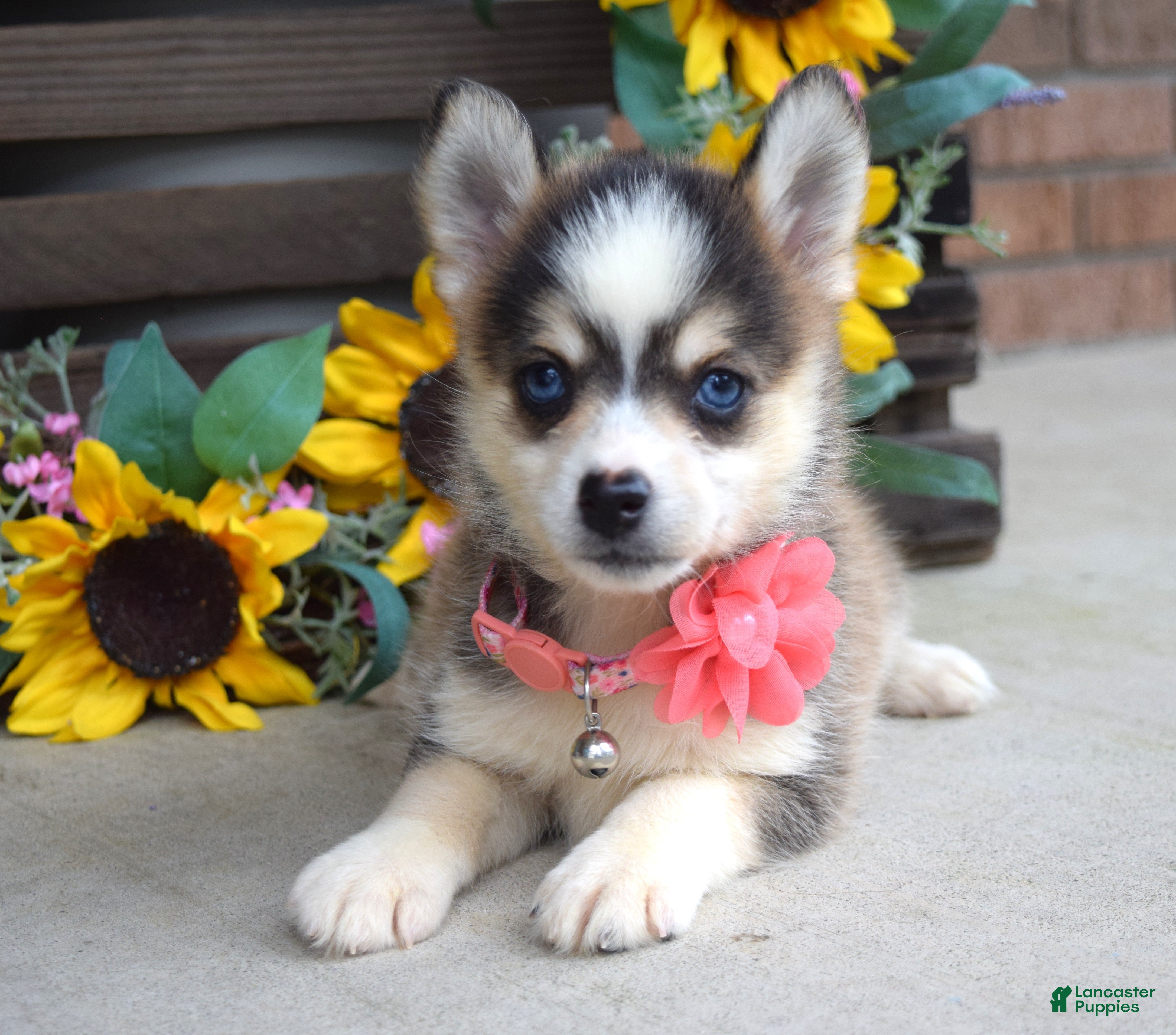 Pomsky dogs Paisley  - Ad 2