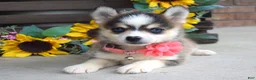 Pomsky dogs for sale: Paisley  - Ad 2
