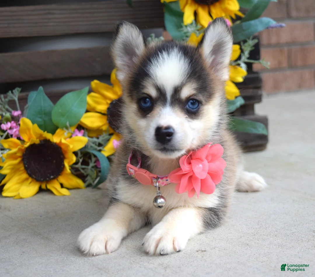 Pomsky dogs for sale: Paisley  - Ad 2