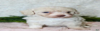 Bichpoo 3
