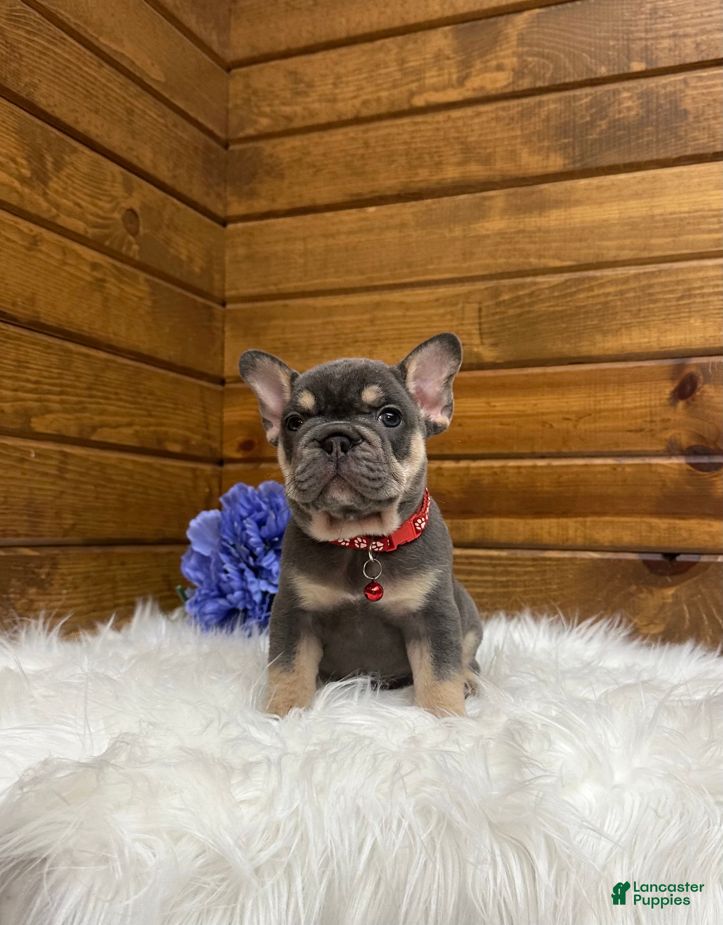 French Bulldog dogs Cooper - Ad 2