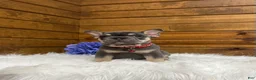 French Bulldog dogs for sale: Cooper - Ad 2