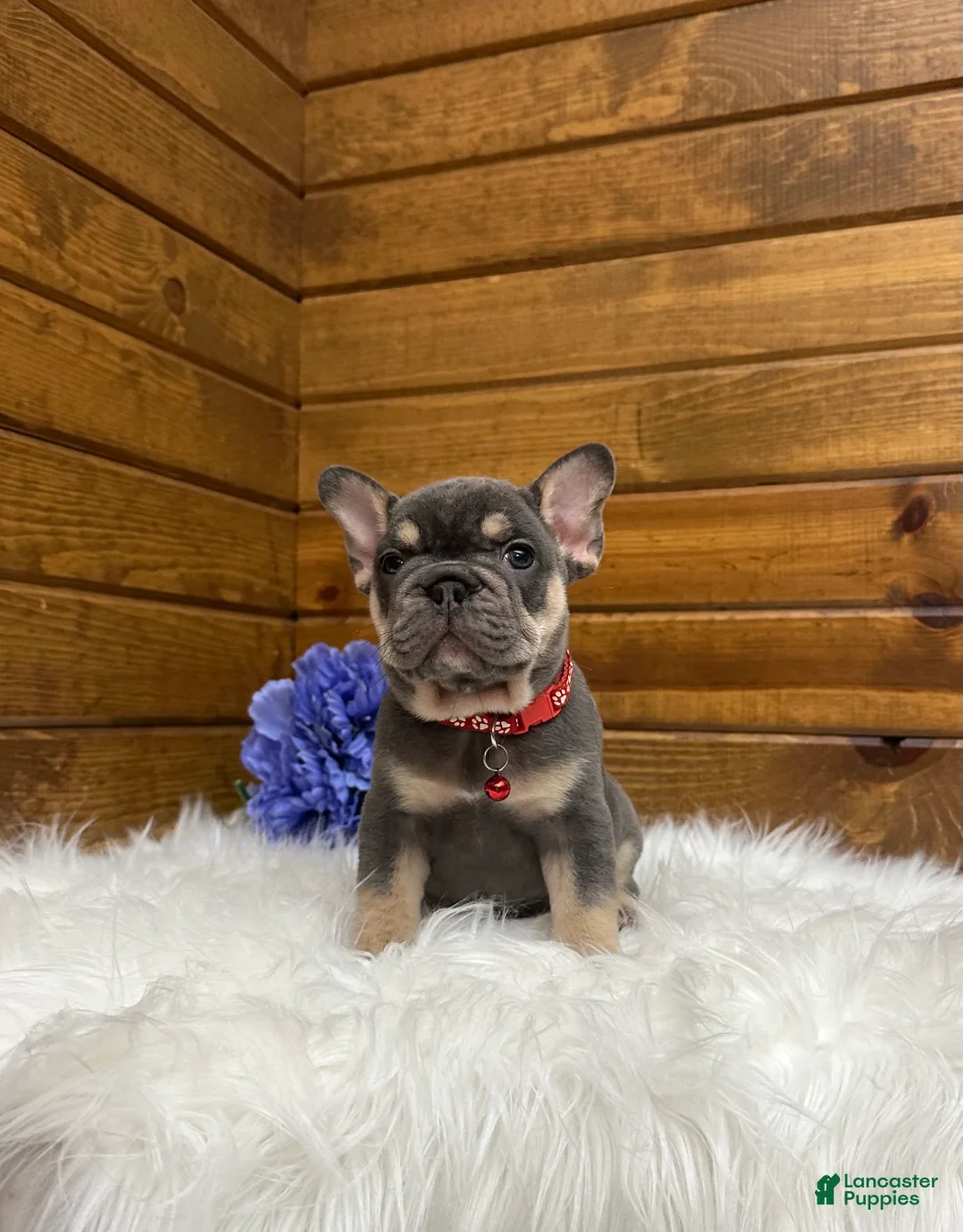 French Bulldog dogs for sale: Cooper - Ad 2
