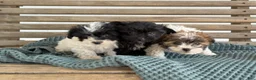 Shihpoo dogs for sale: Greta - Ad 12