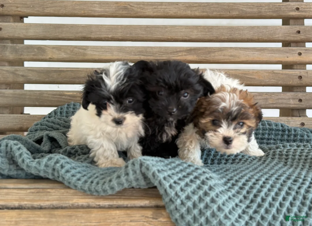 Shihpoo dogs for sale: Greta - Ad 12