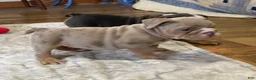 English Bulldog dogs for sale: Tank - Ad 8