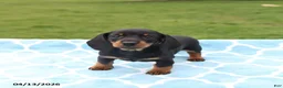 Miniature Dachshund dogs for sale: Lilly - Ad 3