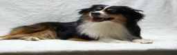 Miniature Australian Shepherd dogs for sale: Blaze - Ad 7