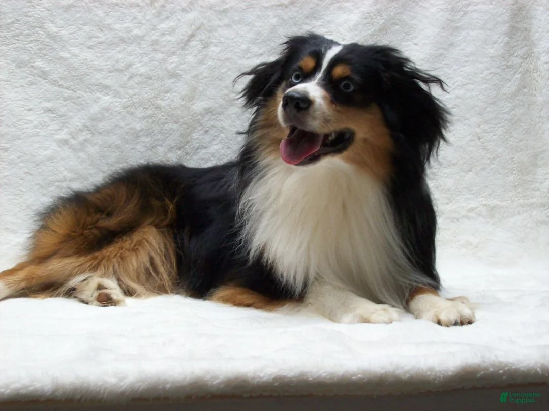 Miniature Australian Shepherd dogs for sale: Blaze - Ad 7