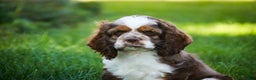 Cocker Spaniel dogs for sale: Badger - Ad 6