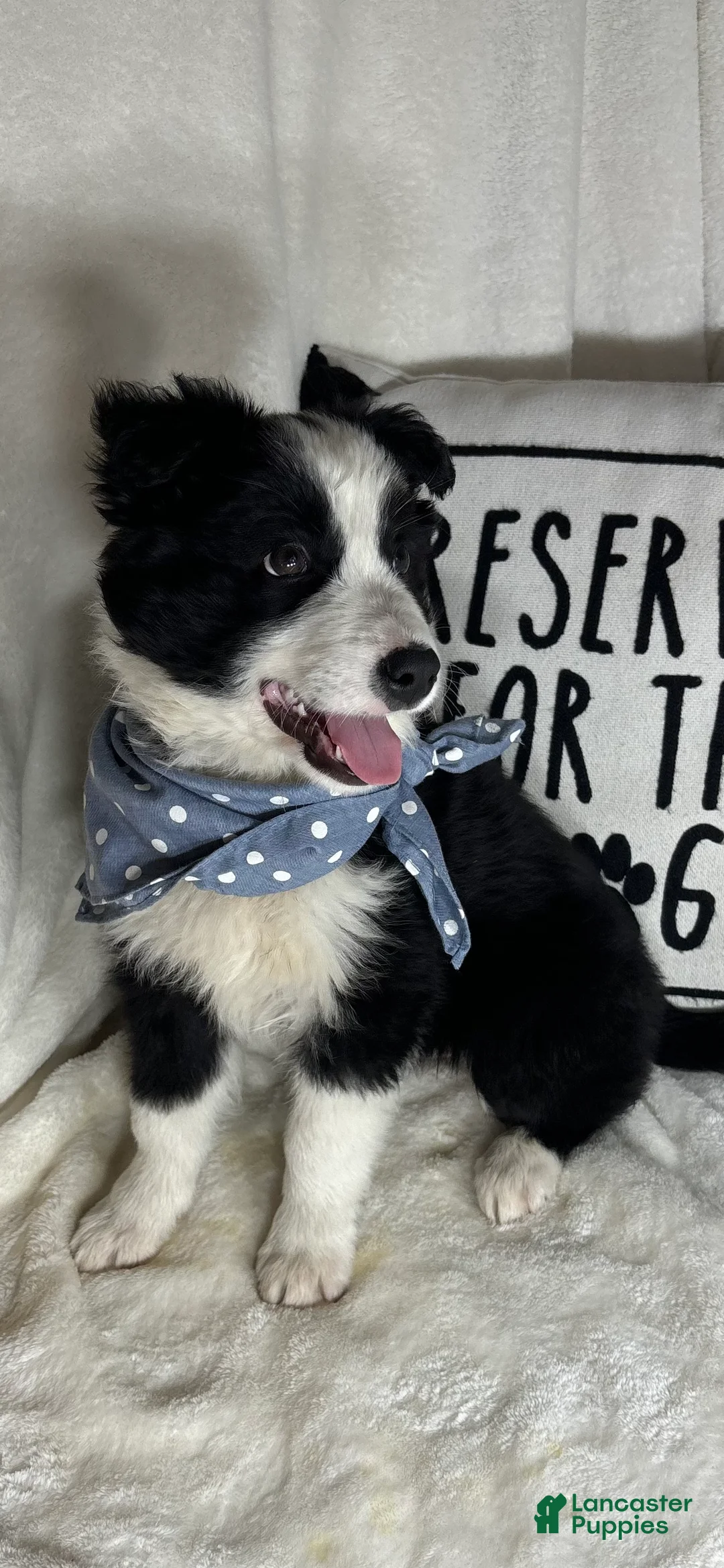 Border Collie dogs for sale: Bandit - Ad 1