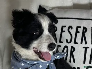 Border Collie dogs Bandit - Ad 35