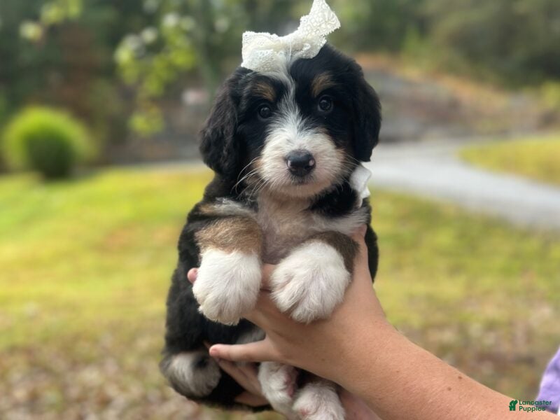 Bernedoodle dogs Ivanna - Ad 2