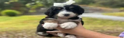 Bernedoodle dogs for sale: Ivanna - Ad 2