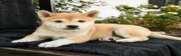 Shiba Inu dogs for sale: Kaito - Ad 3