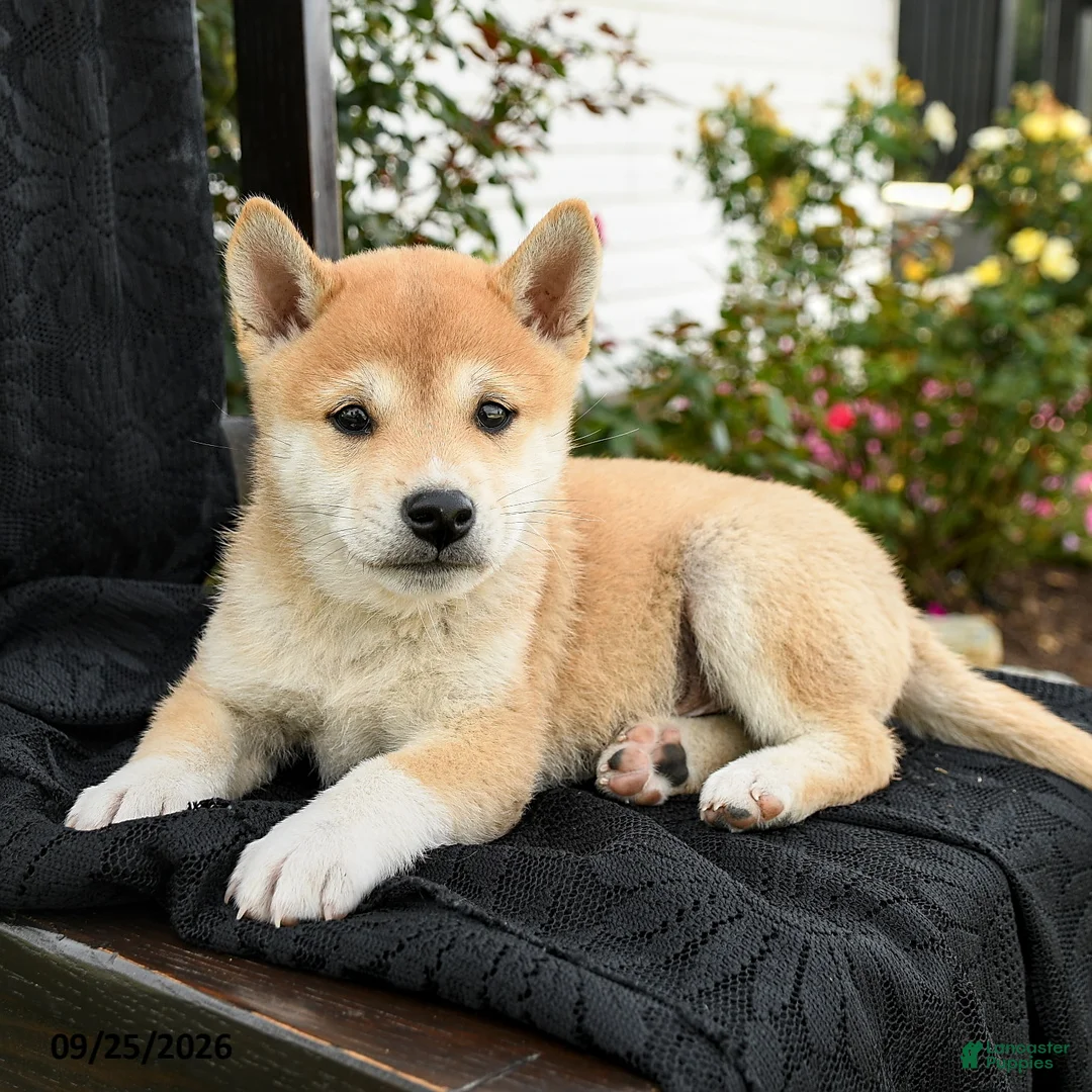 Shiba Inu dogs for sale: Kaito - Ad 3