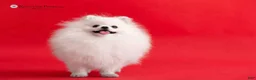 Pomeranian dogs for sale: Grace - Ad 5