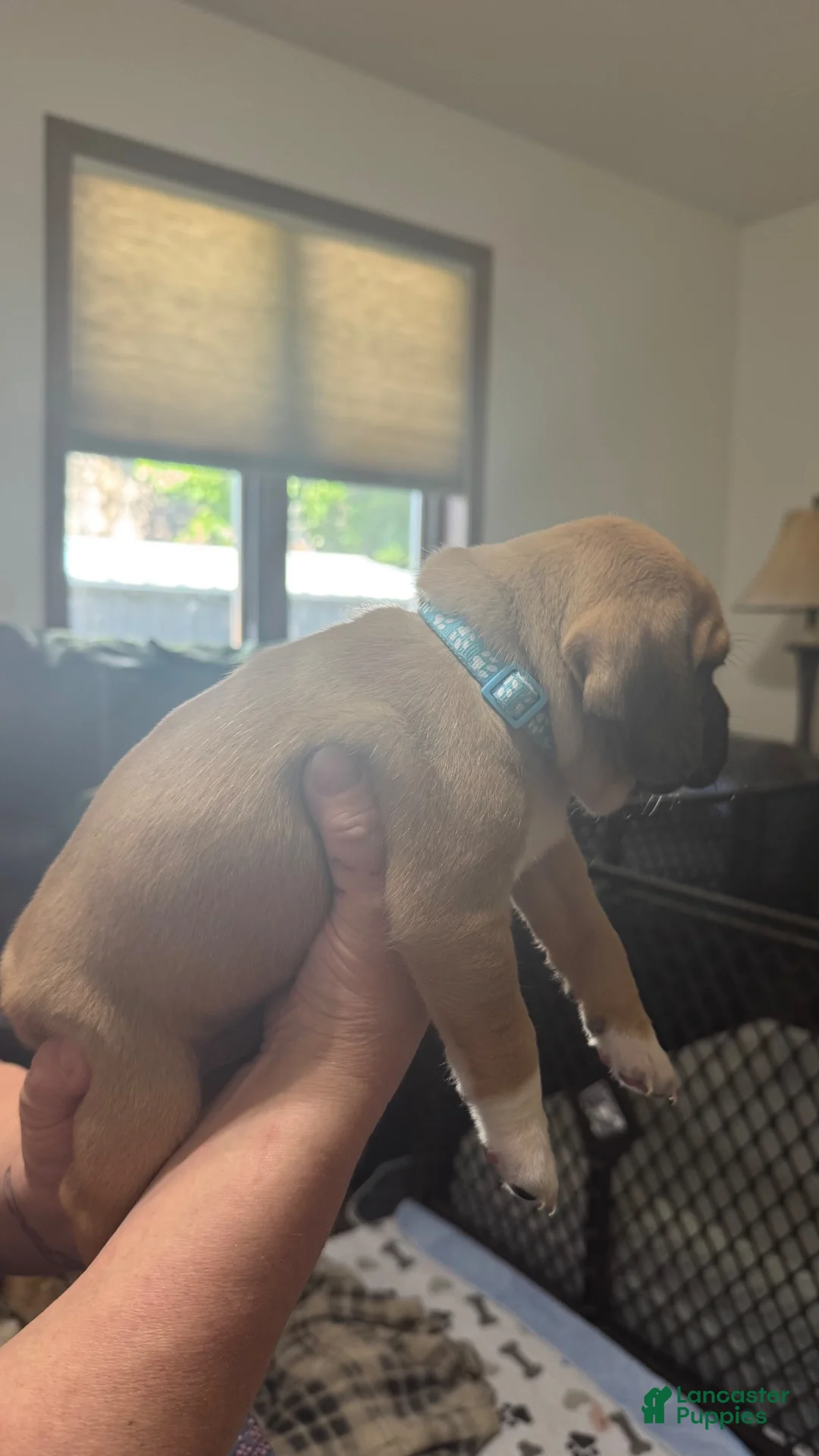 Puggle dogs for sale: Light blue collar  - Ad 2