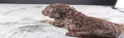 Standard Poodle dogs for sale: Patsy C - Ad 4