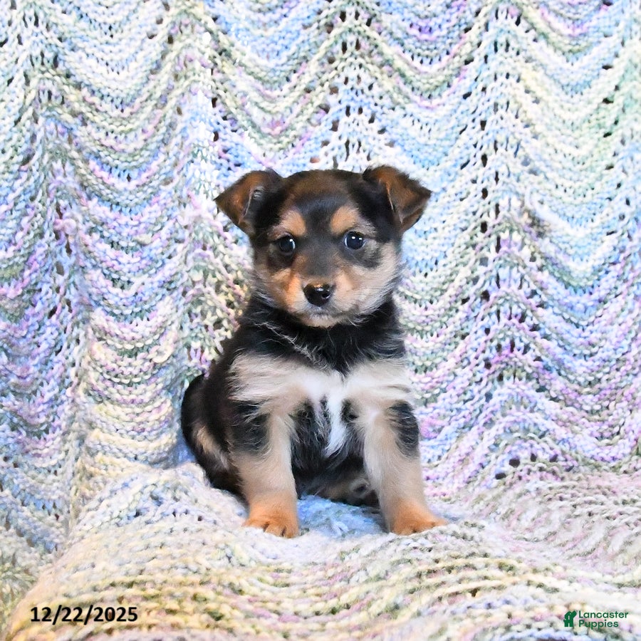 Yorkiepoo dogs Fido - Ad 18