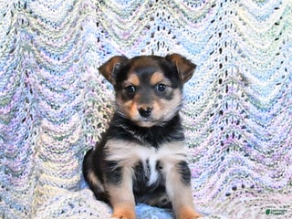 Yorkiepoo dogs Fido - Ad 18