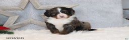 Mini Bernedoodle dogs for sale: Brady - Ad 5