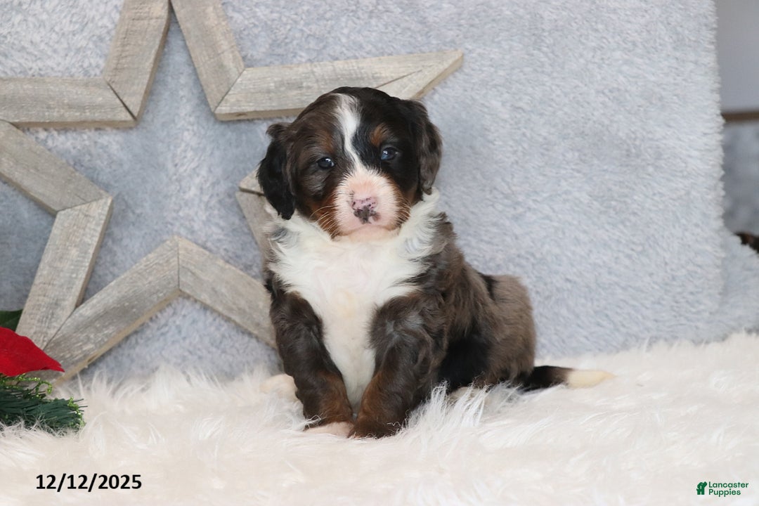 Mini Bernedoodle dogs for sale: Brady - Ad 5