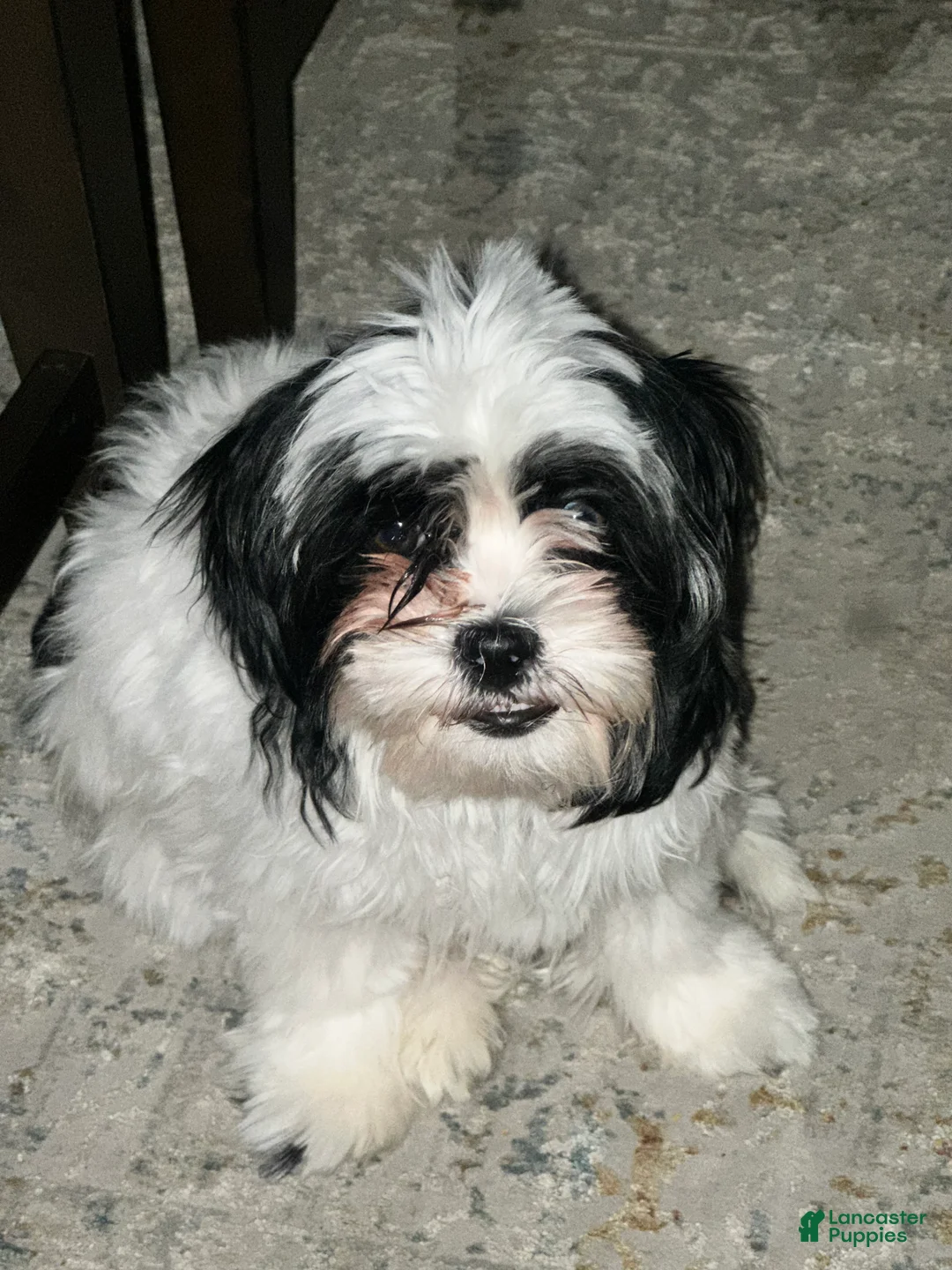 Malshi dogs for sale: Malshi Puppy 1 - Ad 11