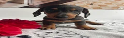 Miniature Dachshund dogs for sale: Gypsy - Ad 4