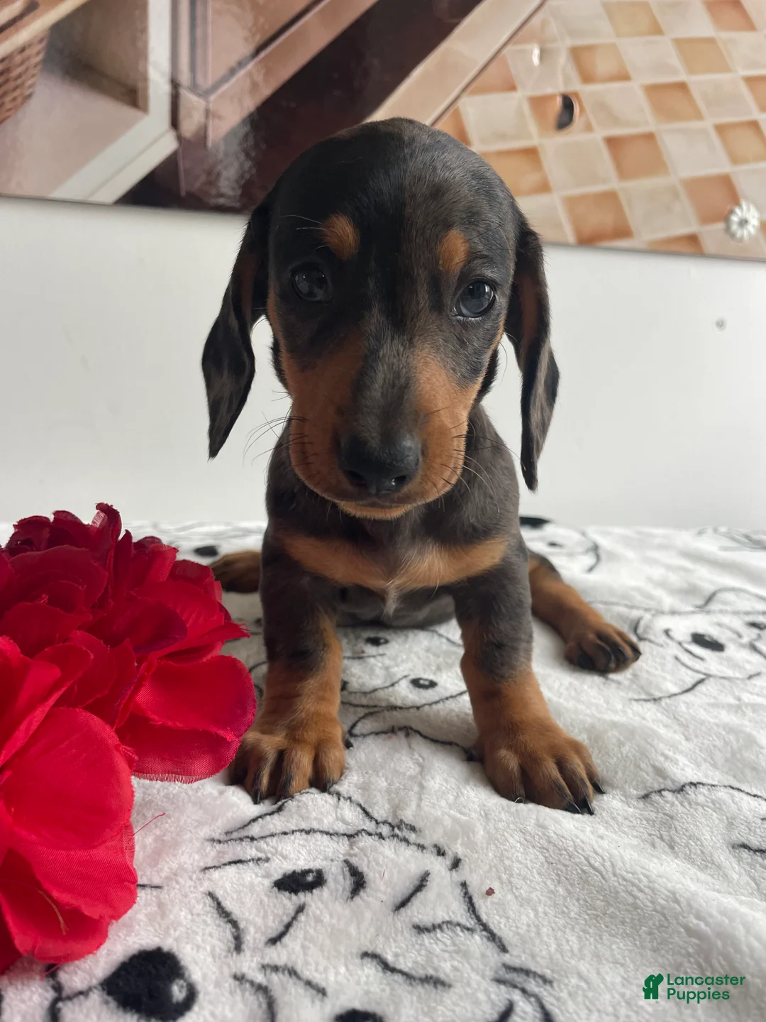 Miniature Dachshund dogs for sale: Gypsy - Ad 4