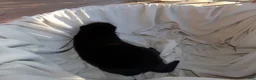 Siberian Husky dogs for sale: Siberian Husky female #3 - Ad 3