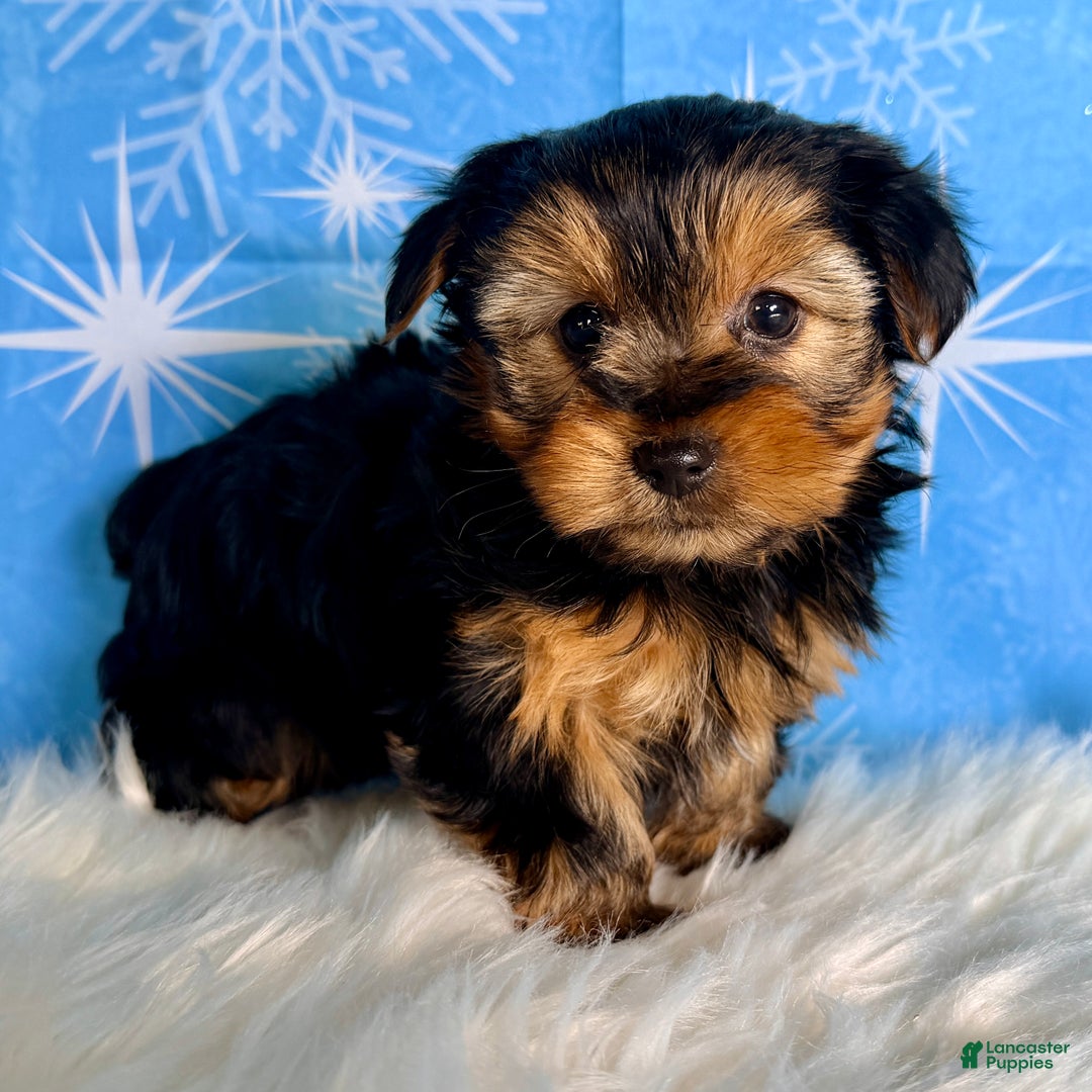 Yorkshire Terrier dogs for sale: Cedar - Ad 3