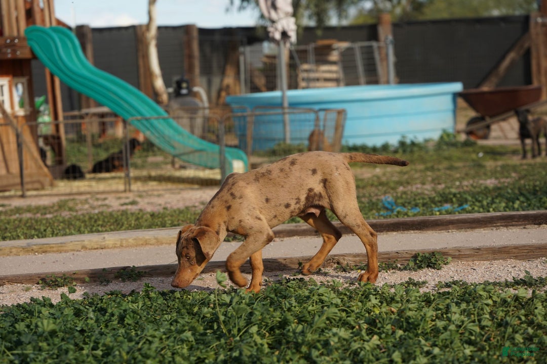 Mixed Breed dogs for sale: Lilac Fawn Merle M1 RT - Ad 13