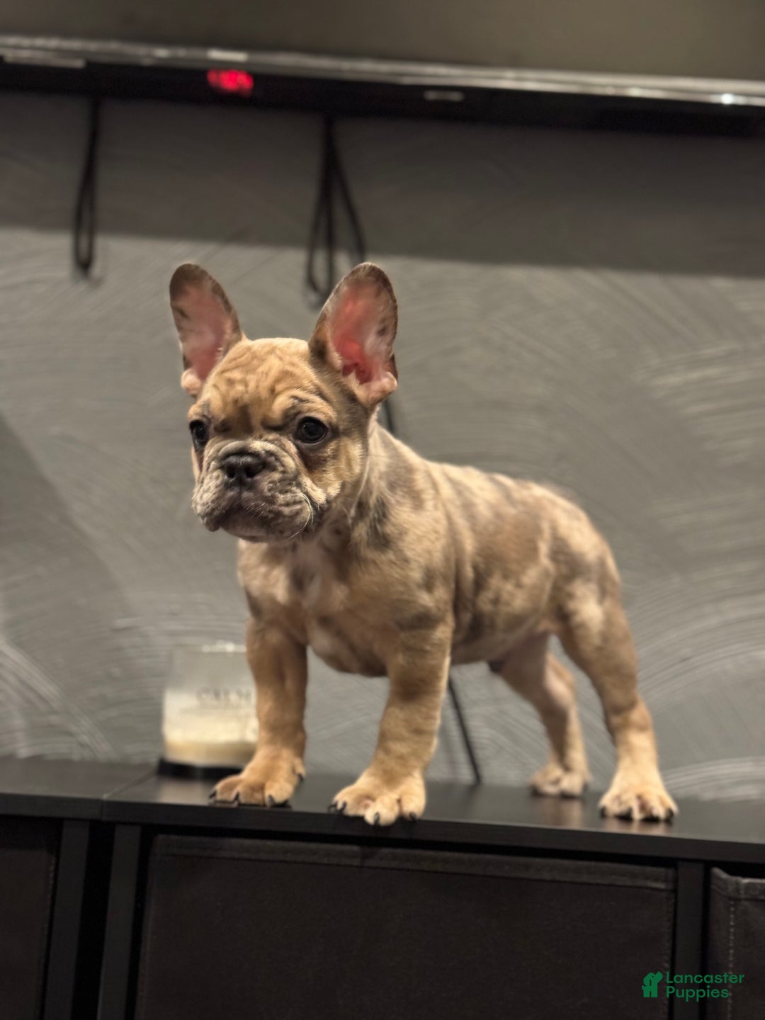 French Bulldog dogs for sale: French Bulldog Puppy 1 - Ad 1